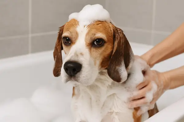 Dog Shampoos for Sensitive Skin