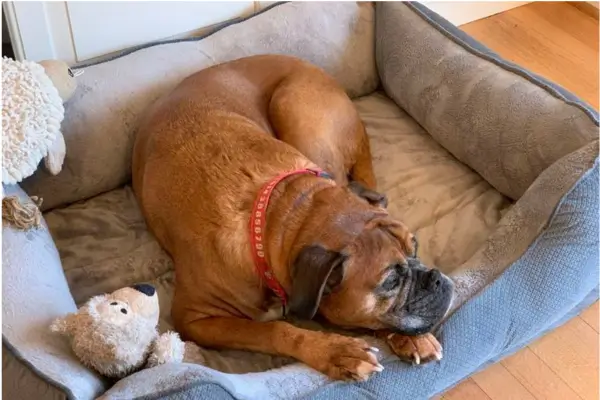 how to clean pet bedding