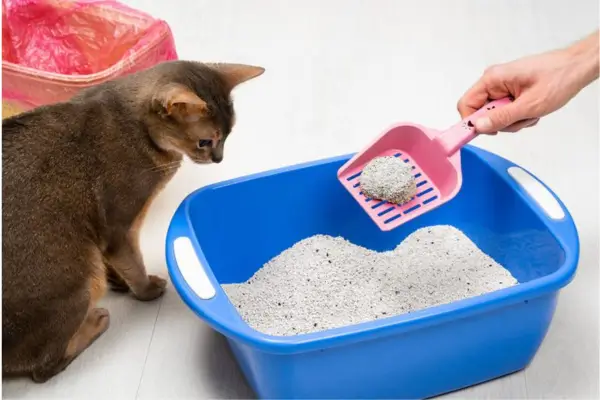 clean cat litter box