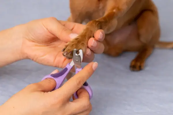 best dog nail clippers