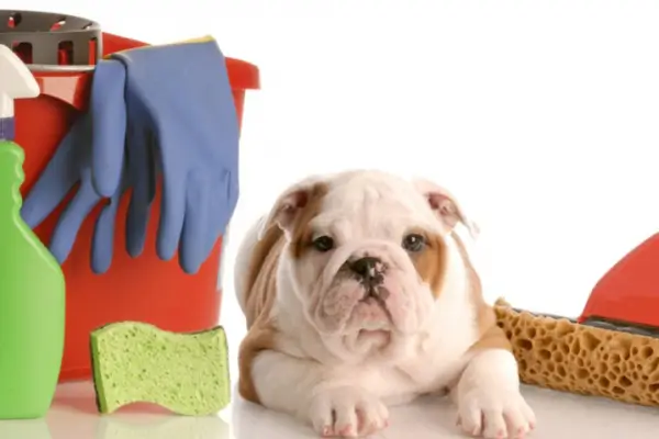 how to remove pet odors from your home