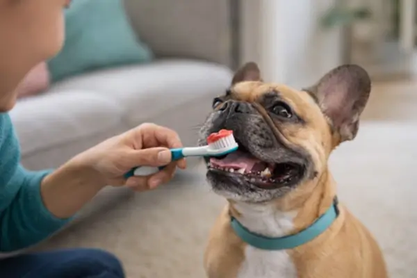 how to brush your dog teeth