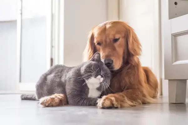 Accessories for Dogs and Cats