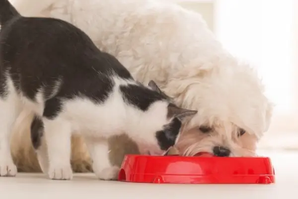 digestive enzymes for dogs and cats