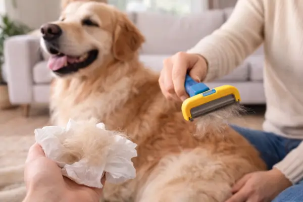 Reduce dog shedding naturally