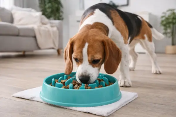 slow feeder bowls for dogs