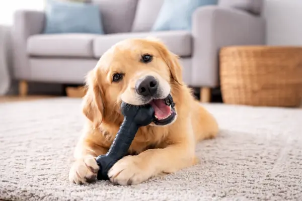 best dog toys for aggressive chewers