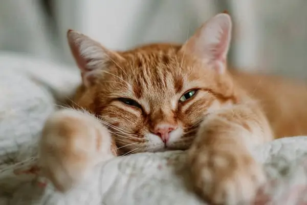 why do cats purr so loud
