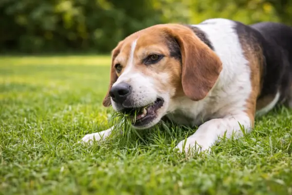 why do dogs eat grass